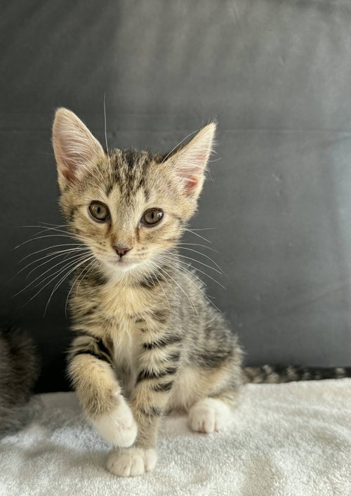 Liebchen and Schatzi, Baby Tabby / Domestic Medium Hair (medium coat), cat for adoption in Union City, California