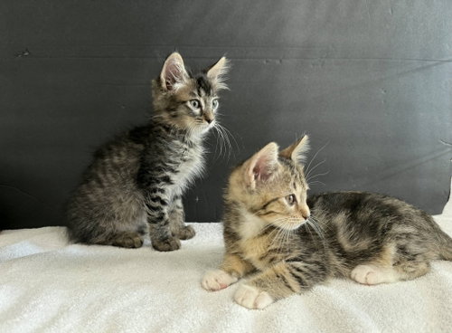 Photo 3 of Liebchen and Schatzi