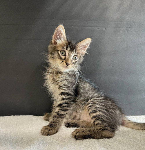 Schatzi and Liebchen, Baby Tabby / Domestic Medium Hair (medium coat), cat for adoption in Union City, California