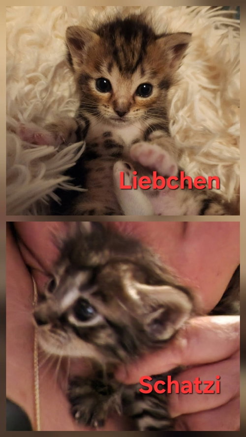Photo 3 of Schatzi and Liebchen