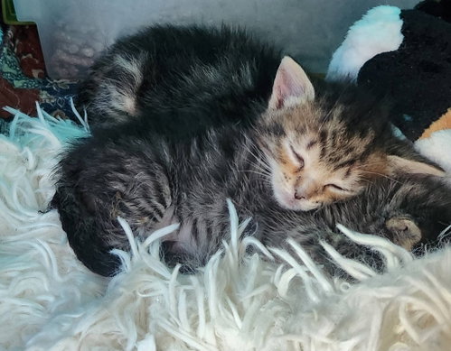 Photo 6 of Schatzi and Liebchen