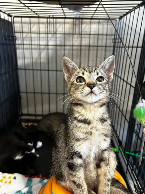 Bubba, an adoptable Tabby in Walnut Creek, CA