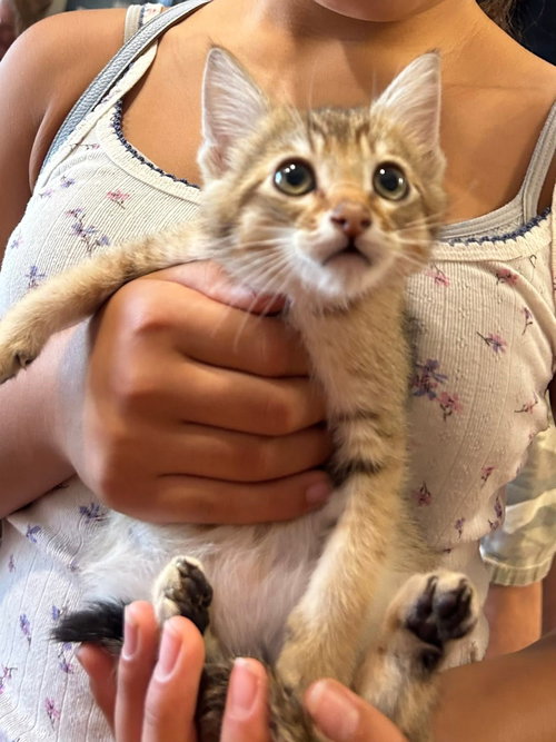 Agouti, an adoptable Abyssinian in Walnut Creek, CA