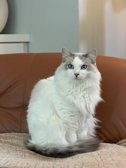 Lucy, a cat for adoption from Community Concern for Cats
