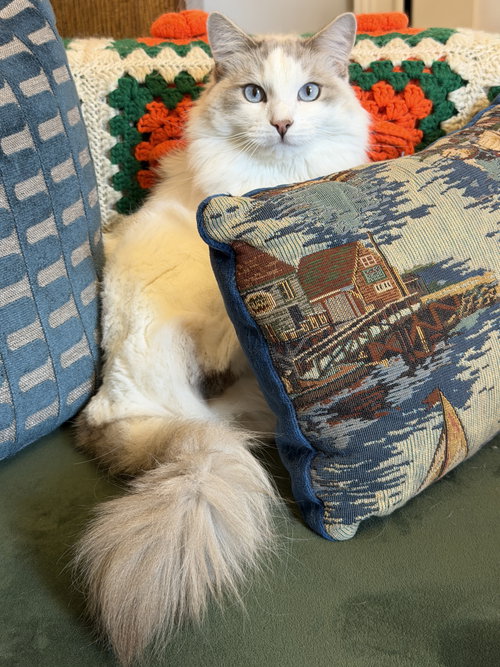 Photo 2 of Lucy