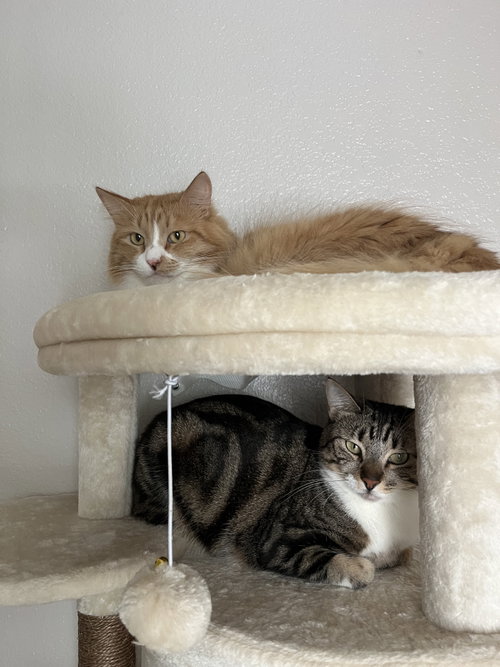 Alfie, Percy, Luna, Foxy, Theodora, Marbles and Su, a cat for adoption from Community Concern for Cats