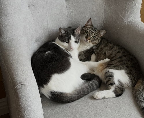 Chanel, Fendi, Gucci, Hermes and Smokey, a cat for adoption from Community Concern for Cats