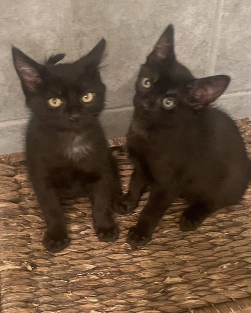 Ace and Axel, a cat for adoption from Community Concern for Cats