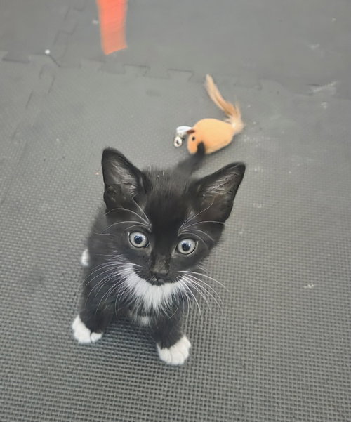 Tippy, a cat for adoption from Community Concern for Cats
