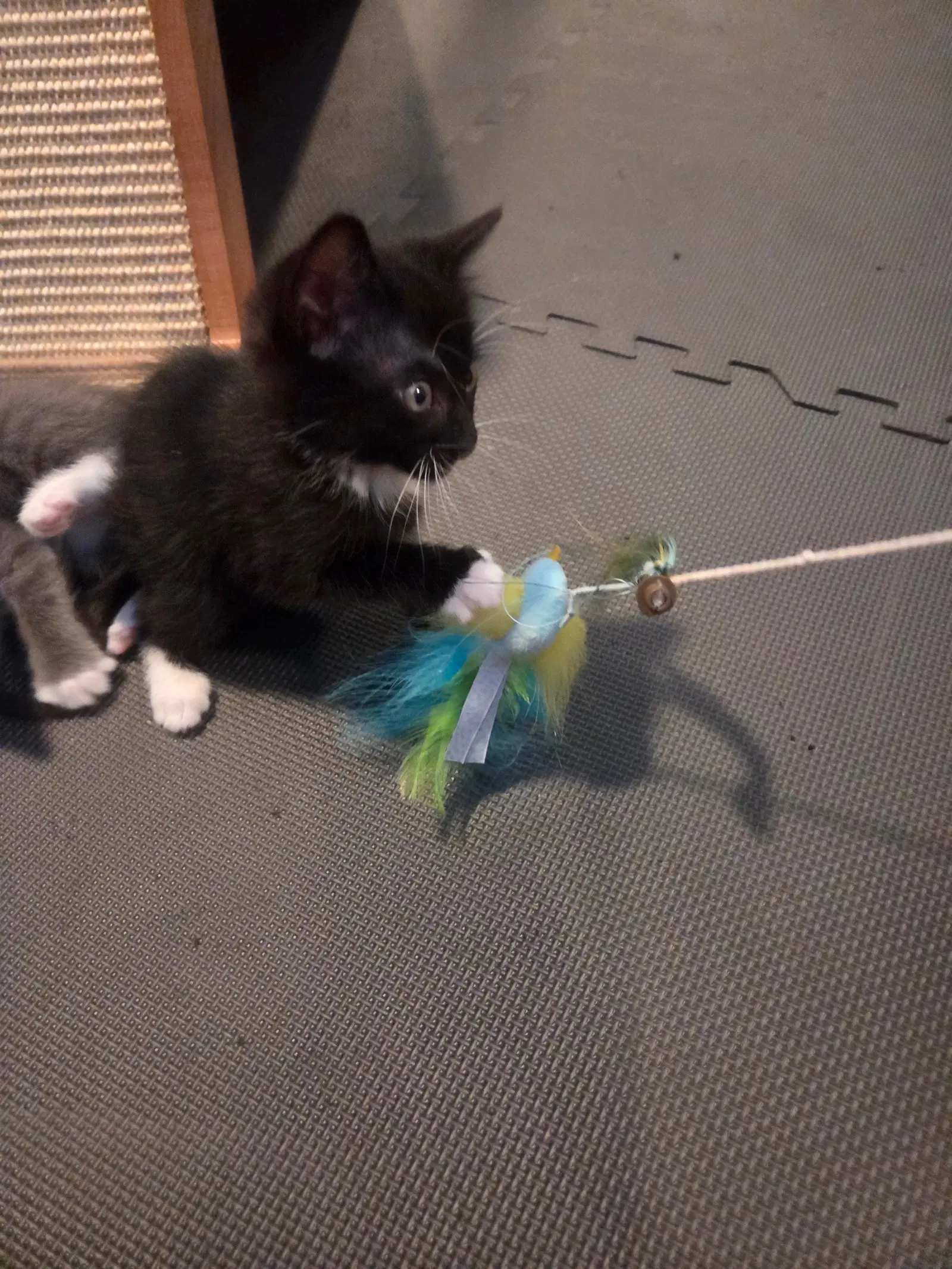 Tux image 2