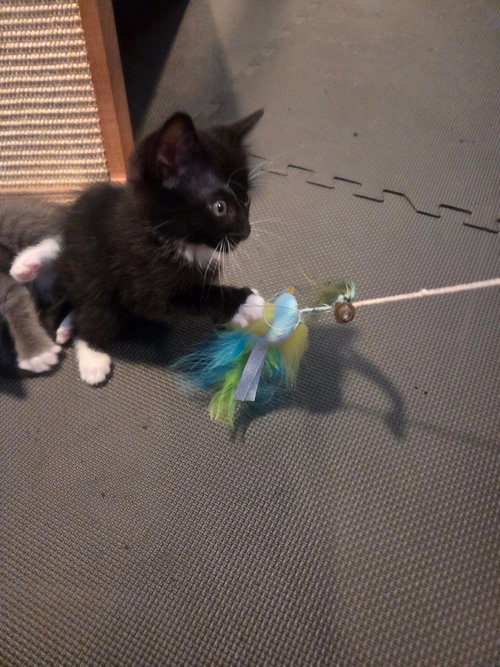 Photo 2 of Tux
