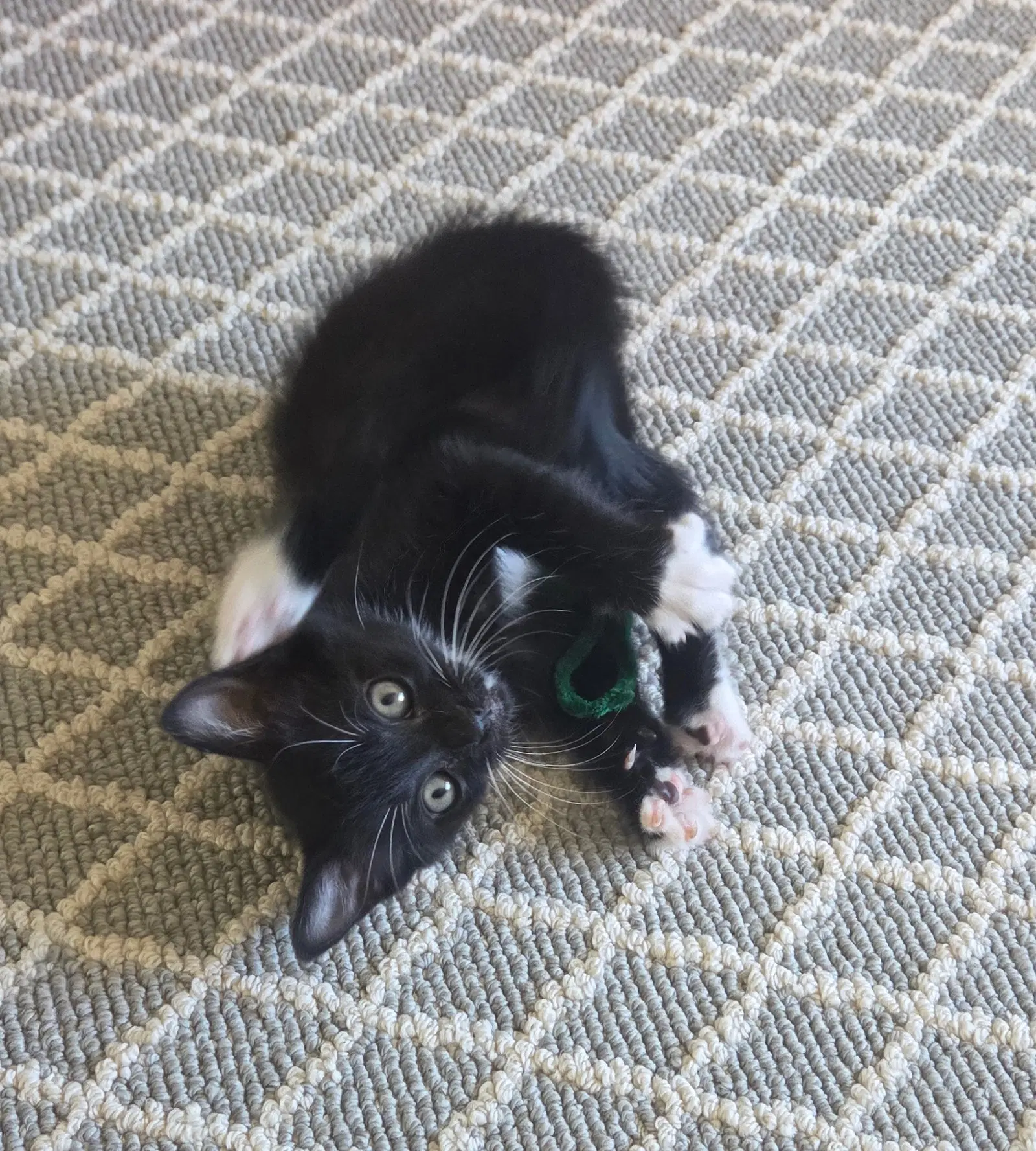 Tux image 4
