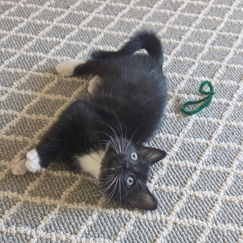 Photo 6 of Tux