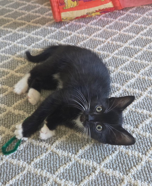 Tux, a cat for adoption from Community Concern for Cats