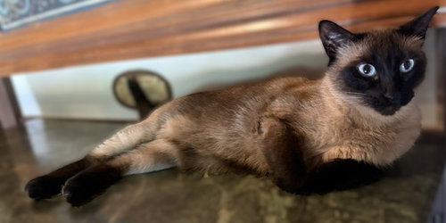 Kingsley, an adoptable Siamese in Walnut Creek, CA