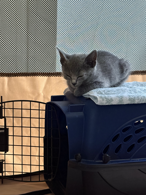 Izzy, an adoptable Russian Blue in Walnut Creek, CA