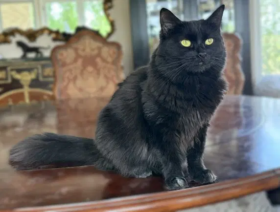 Elvira - Domestic Long Hair