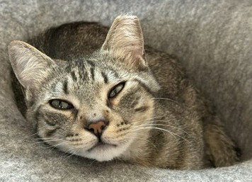 Goldie, a cat for adoption from Community Concern for Cats