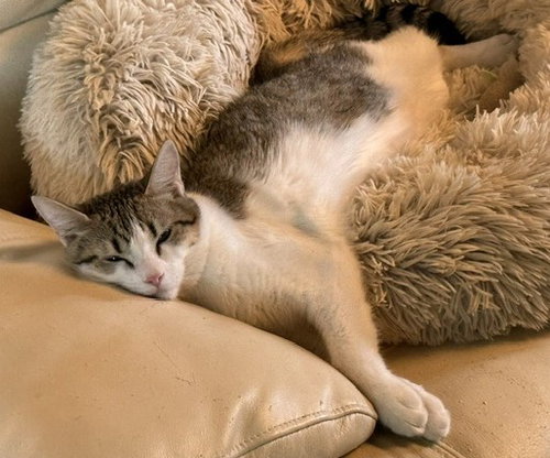 Stella, a cat for adoption from Community Concern for Cats