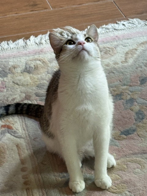 Photo 2 of Stella