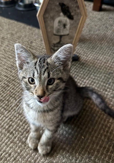 Imp, an adoptable Domestic Short Hair in Walnut Creek, CA