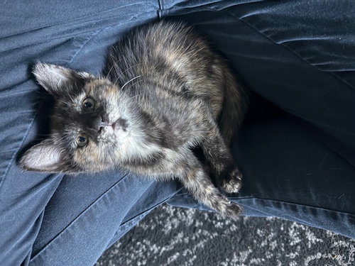 Seraphym, an adoptable Domestic Short Hair in Walnut Creek, CA
