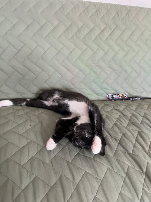 Prince and Oliver, a cat for adoption from Community Concern for Cats