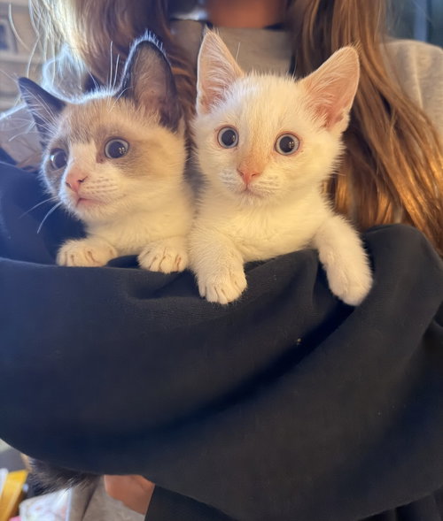 Steve and Reggie, an adoptable Snowshoe in Walnut Creek, CA