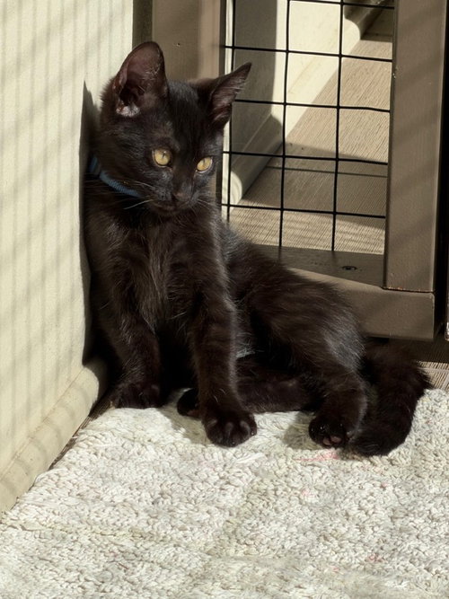 Bleu, an adoptable Bombay in Walnut Creek, CA