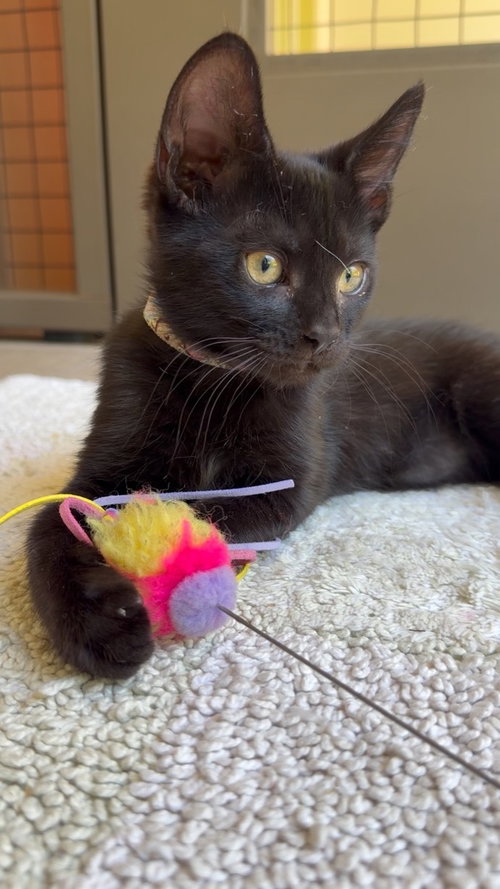 Paisley, an adoptable Bombay in Walnut Creek, CA