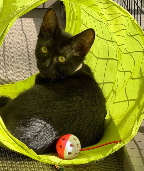 Lavender, a cat for adoption from Community Concern for Cats