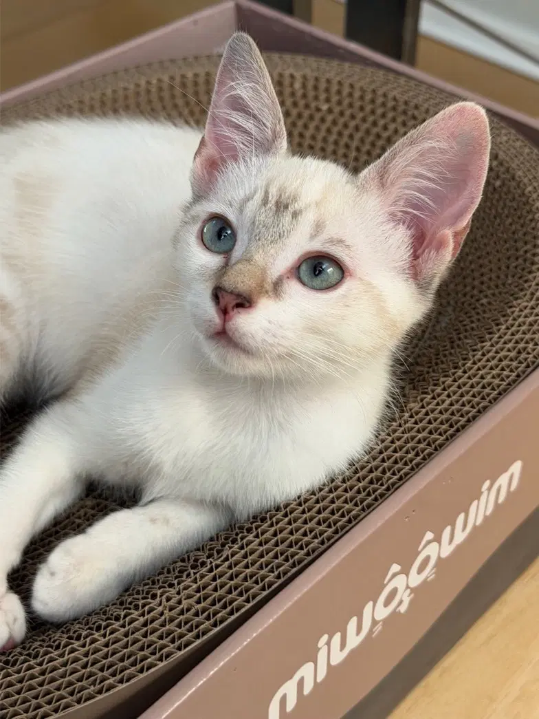 Pearl - Siamese