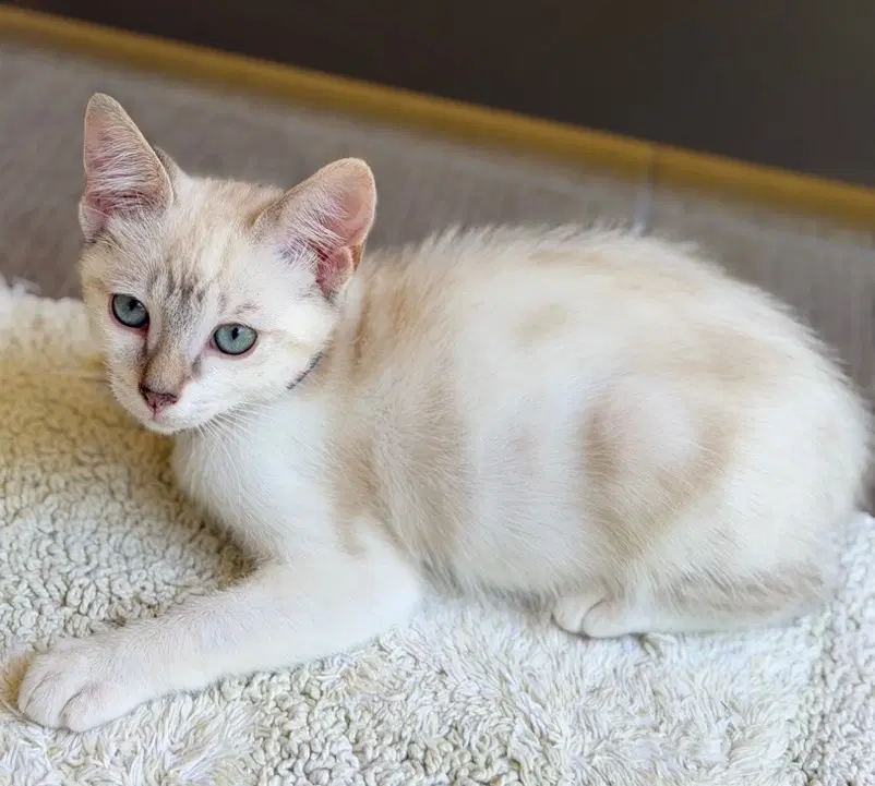 Pearl image 2