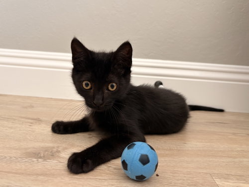 Messi, a cat for adoption from Community Concern for Cats