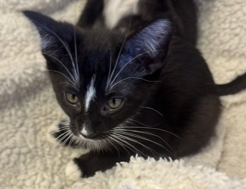 Sundown, a cat for adoption from Community Concern for Cats