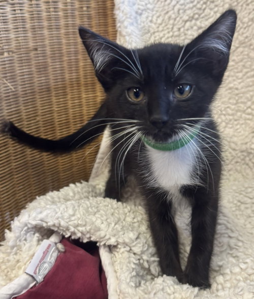 Snowball, a cat for adoption from Community Concern for Cats