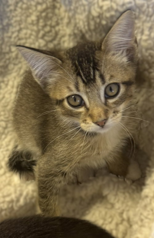 Koala, a cat for adoption from Community Concern for Cats