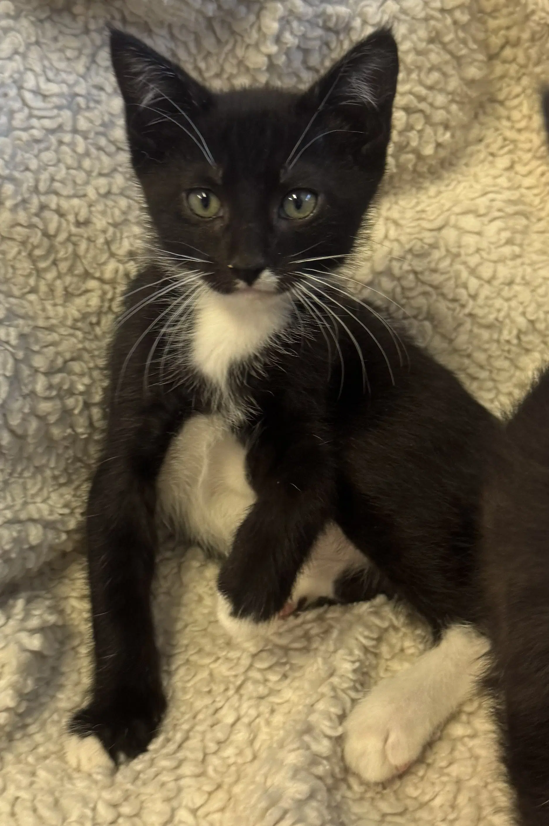 Blackberry - Tuxedo