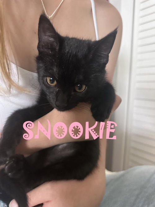 Snookie, a cat for adoption from Community Concern for Cats