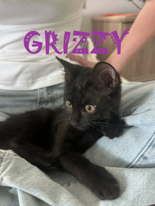 Grizzie, a cat for adoption from Community Concern for Cats
