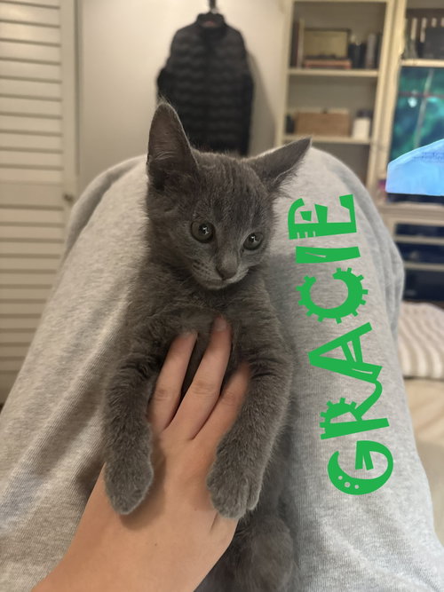 Grayson, a cat for adoption from Community Concern for Cats