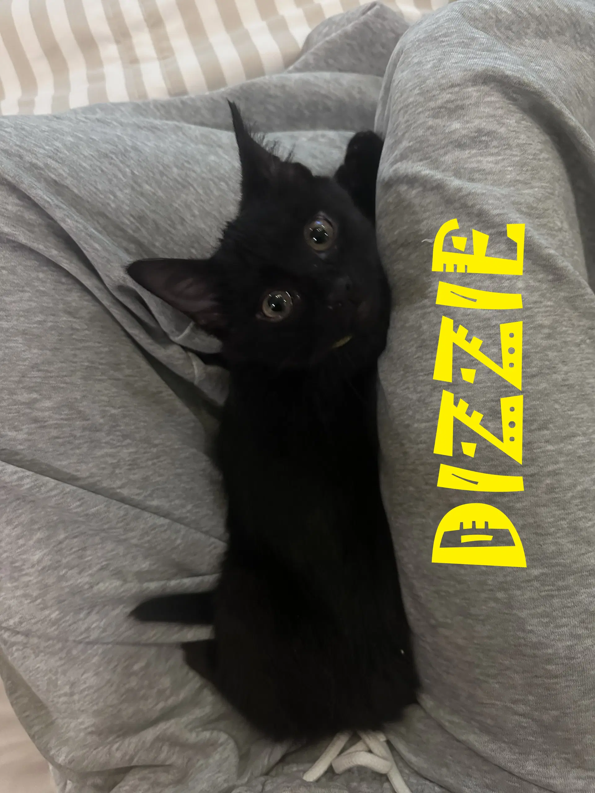Dizzie image 1