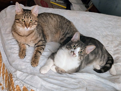 Toasty and Gordy, a cat for adoption from Community Concern for Cats