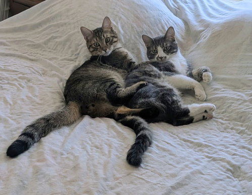 Photo 3 of Gordon and Toasty