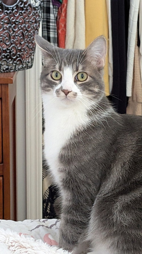 Gordon and Toasty, a cat for adoption from Community Concern for Cats