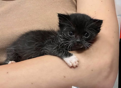 Tiramisu, a cat for adoption from Community Concern for Cats