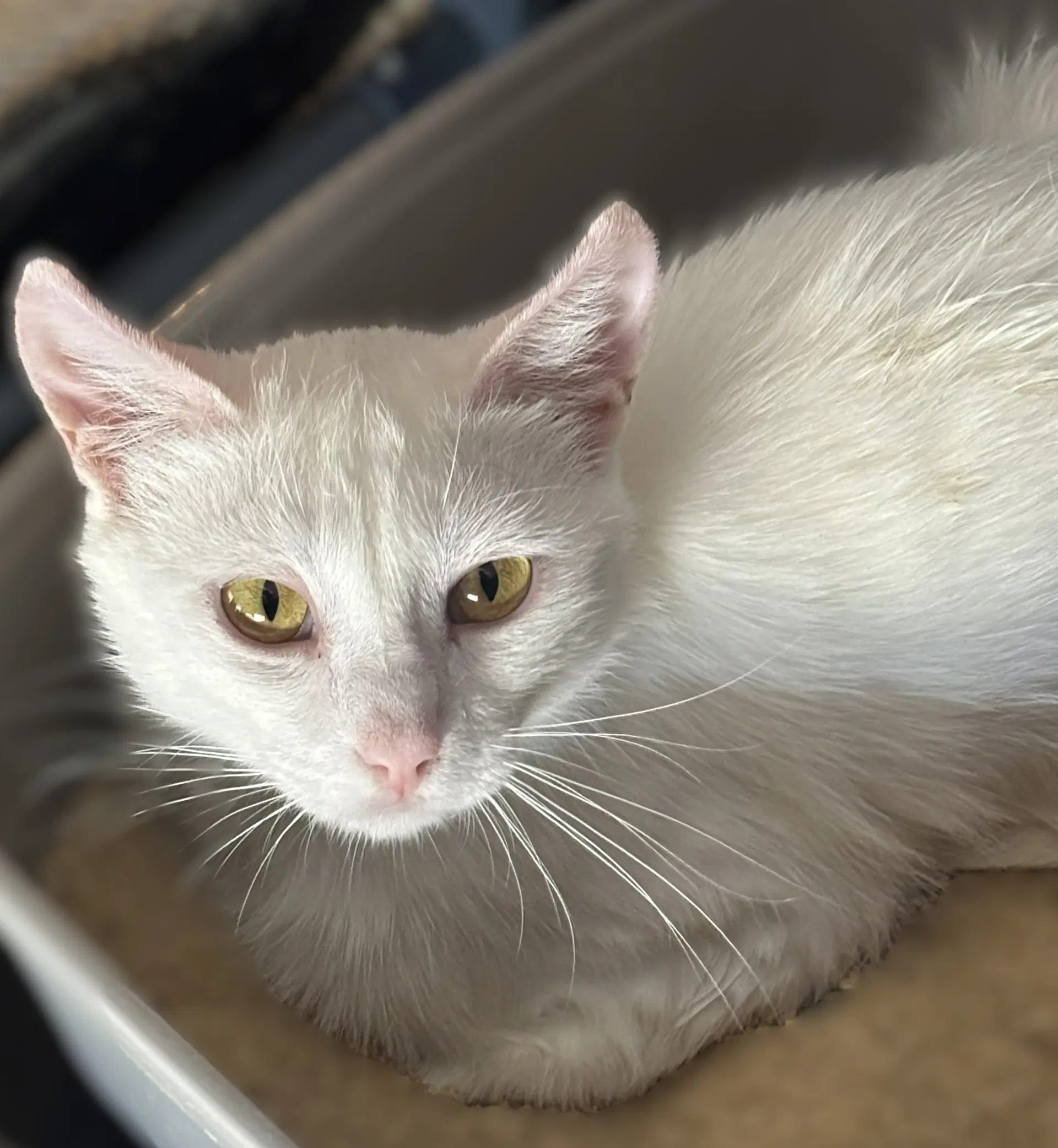 Duchess - Turkish Angora