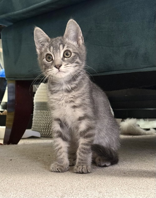 Bobby, a cat for adoption from Community Concern for Cats
