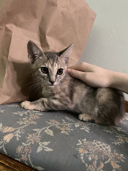 BUNNY AND OLIVE, an adoptable Dilute Tortoiseshell in Walnut Creek, CA