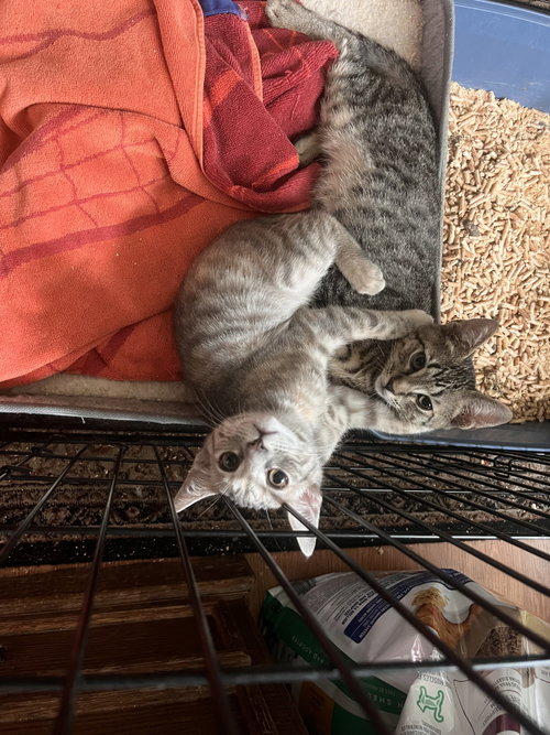 Photo 3 of BUNNY AND OLIVE